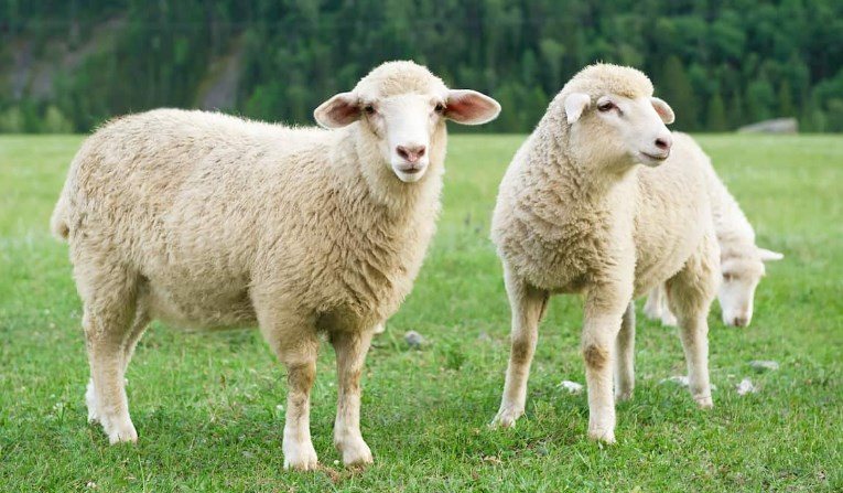 J&K, New Zealand governments to jointly develop sheep husbandry sector in UT