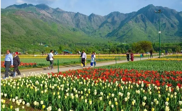 Asia’s Largest Tulip Garden in Kashmir ready to welcome visitors from march 19