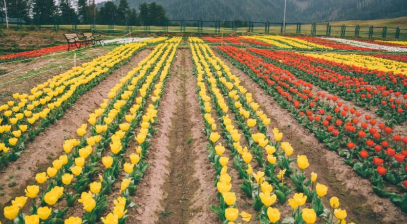 Sanasar Tulip Garden thrown open for public