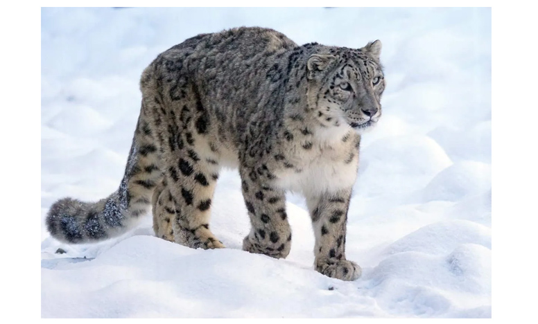 Snow leopard declared new state animal in Ladakh