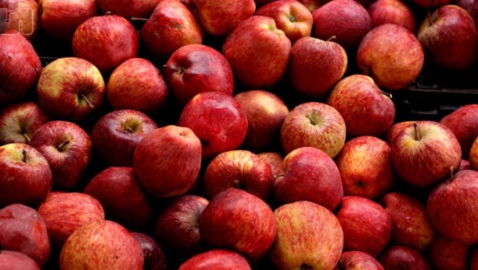 J-K: Apple harvest suffers due to snowfall in Shopian, Pulwama