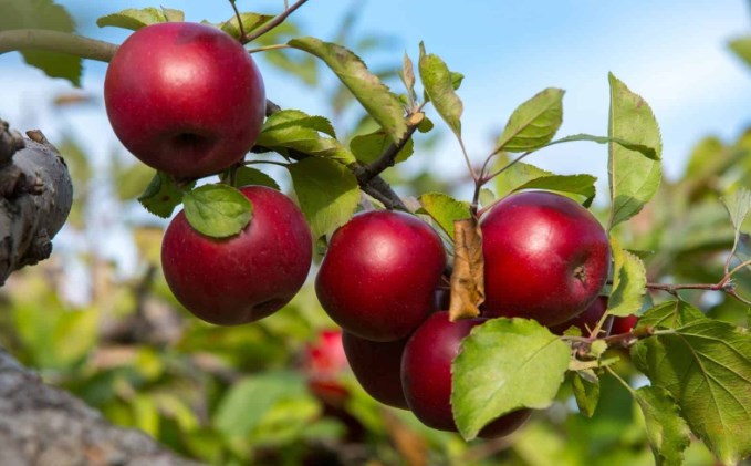 PDP protests removing duty on import on American apple