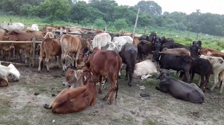 West Bengal: BSF rescues over 350 cows with socket bombs tied around neck