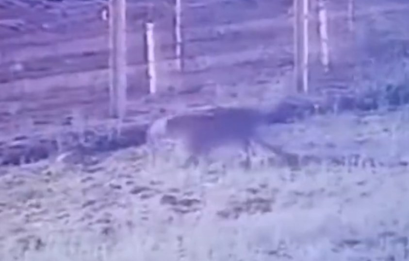 Alert Sounded In J&K’s Samba After Leopard Ventures Into India From Pakistan