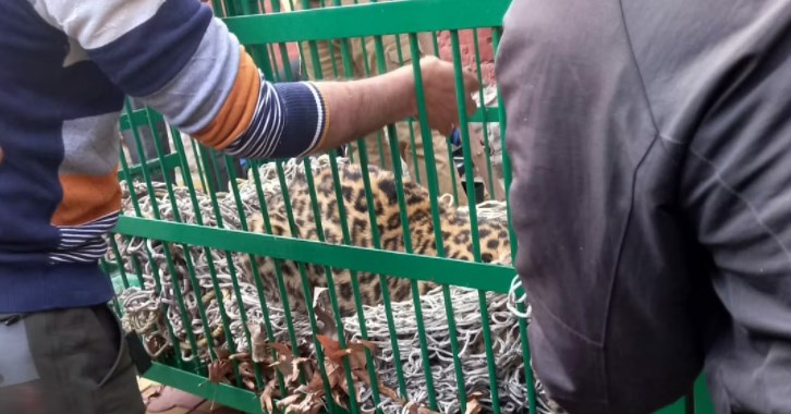 Narrow escape for BJP leader Koul as leopard enters his official residence