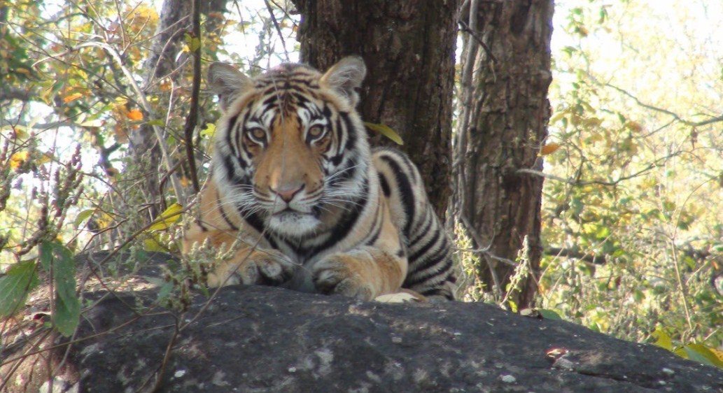 International Tiger Day: India doubled tiger population 4 years ahead of schedule, says PM Modi