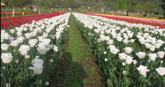 Rs 75 cr annual action plan approved for horticulture sector in J&K