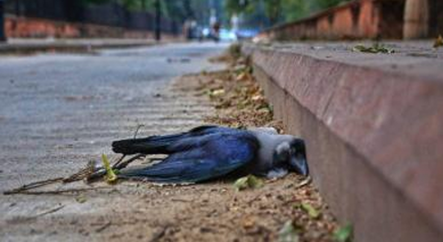 Bird flu confirmed in crows, migratory birds in four Kashmir districts