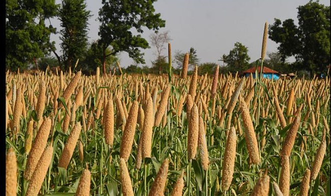 Jammu and Kashmir Govt to revive traditional millet cultivation on 8,000 hectares of Land