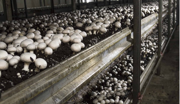 MUSHROOM MAGIC: Govt. employing latest technological interventions to diversify agriculture sector across J&K