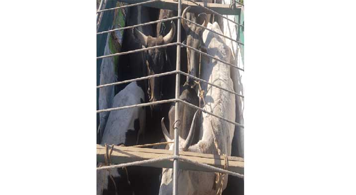 25 bovine animals rescued by Jammu Police