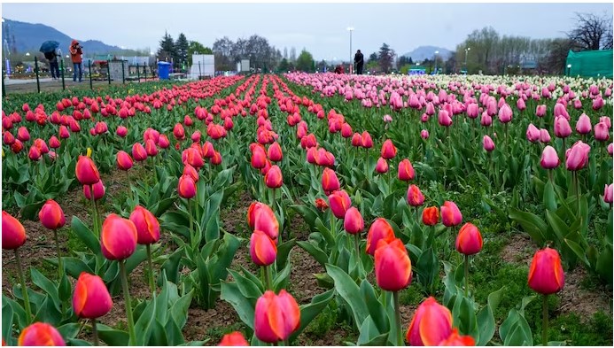 Tulip Garden to be closed for public from today 