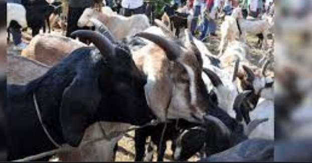 J&K Govt Bans Slaughter Of Bovine Animals On Eid, Religious Bodies Say Order Unacceptable