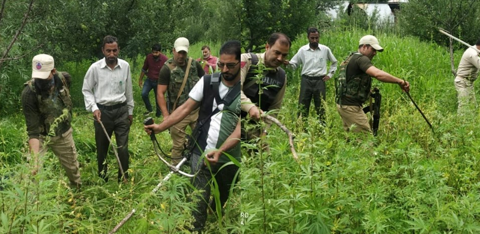 Anantnag Police destroyed wild Bung spread over about 35 to 40 kanals of land at village Chaklipora Utrasoo