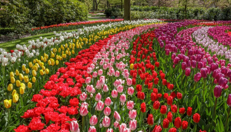 Famous Tulip garden to shut for visitors on April 18