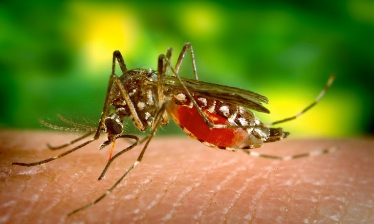 Secy H&ME reviews preparedness of possible dengue epidemic