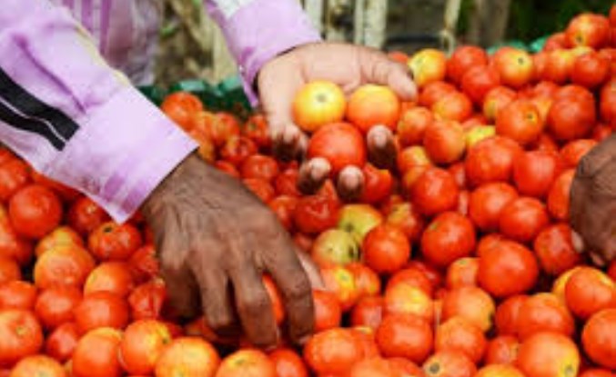 Pak: Tomato prices soar to PKR 200 per kg ahead of Eid festivities