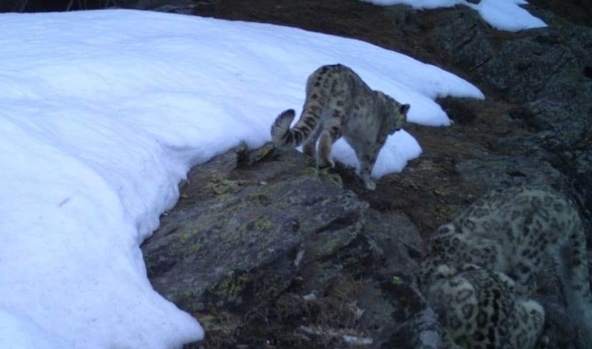 Camera Trap confirms presence of Snow Leopard in Kishtwar National Park