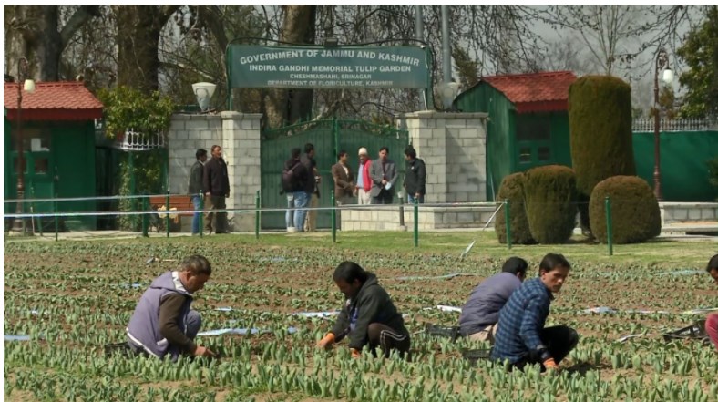 Tulip Garden in J-K’s Srinagar set to welcome tourists