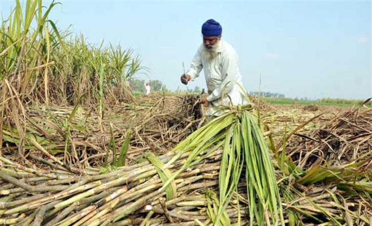 Govt approves highest ever FRP on sugarcane, move to benefit 5 crore farmers