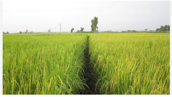 J&K authorities plan revival of aromatic rice Mushk Budji, expand cultivation to 5,000 hectares