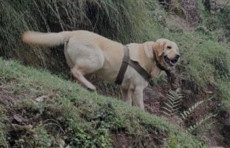6-year-old Army dog dies protecting soldier during encounter in J&K's Rajouri