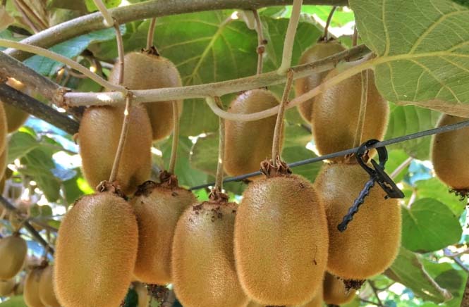 60-Year-old farmer successfully grows kiwis in Udhampur