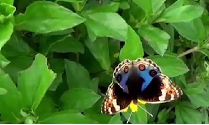 Blue Pansy designated as 'State Butterfly' of Jammu and Kashmir
