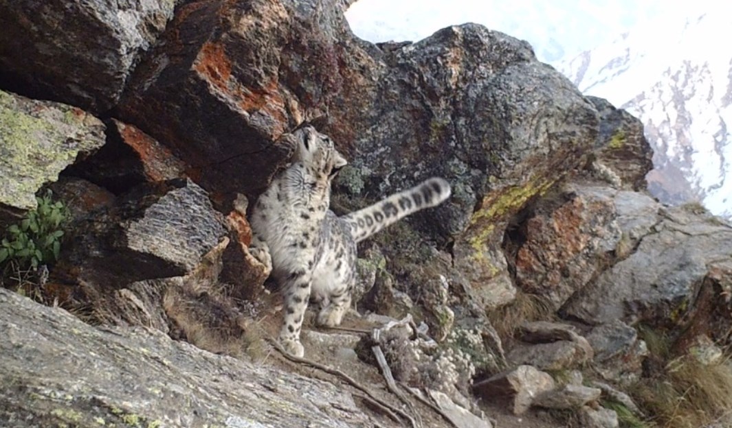 Camera traps spot snow leopards outside Jammu and Kashmir's Kishtwar National Park