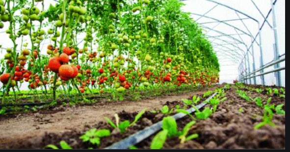 JK’s Agri, Horti perishables to be transported to Dubai, Sharjah at just Rs 96 per kg