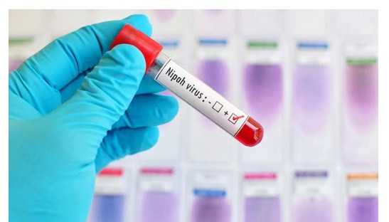 10 Facts On Nipah Virus, Symptoms As Kerala On Alert After Boy's Death