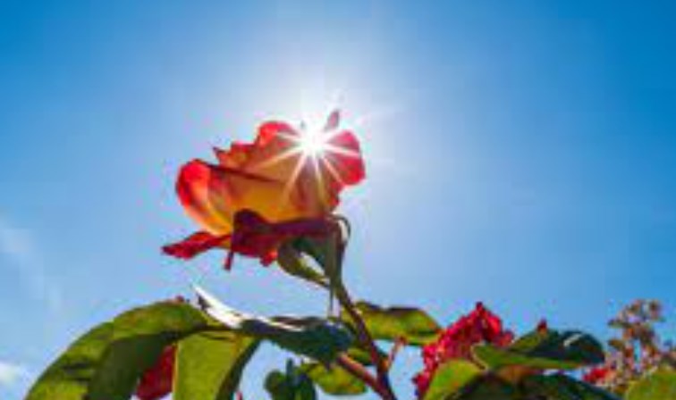 Mainly dry weather with clear sky likely in J&K: MeT