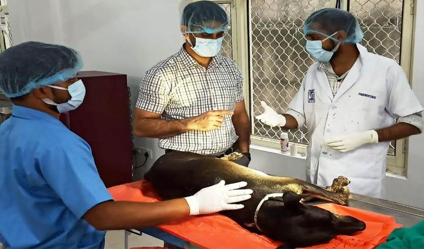 JMC intensifies efforts to control Stray Dog Population