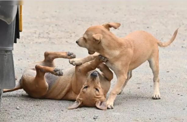 SC orders removal of stray dogs from schools, hospitals, public transport hubs