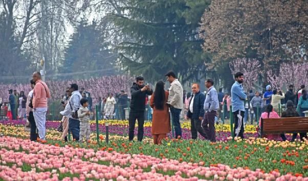 Tulip Garden records 3.9 lakh visitors, closes for season