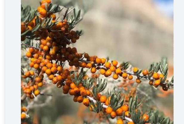 Boost for Ladakh: High-level panel to plan national sea buckthorn research hub