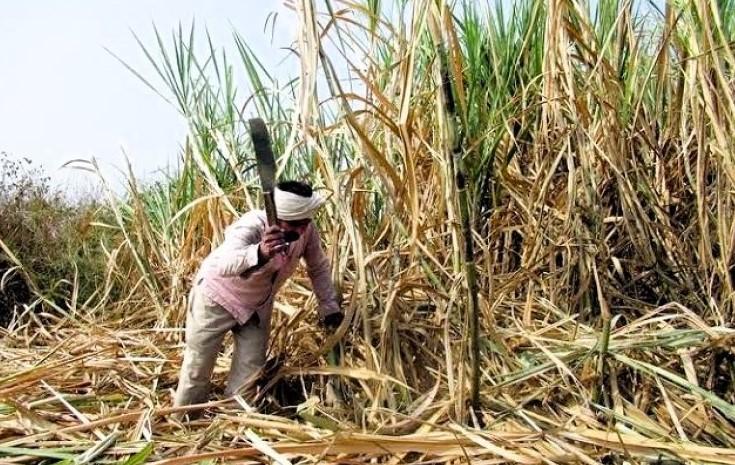 Centre hikes sugarcane price by 4.41% to Rs 355 per quintal for 2025-26