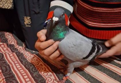 'Suspicious' pigeon caught near Pakistan border in Jammu