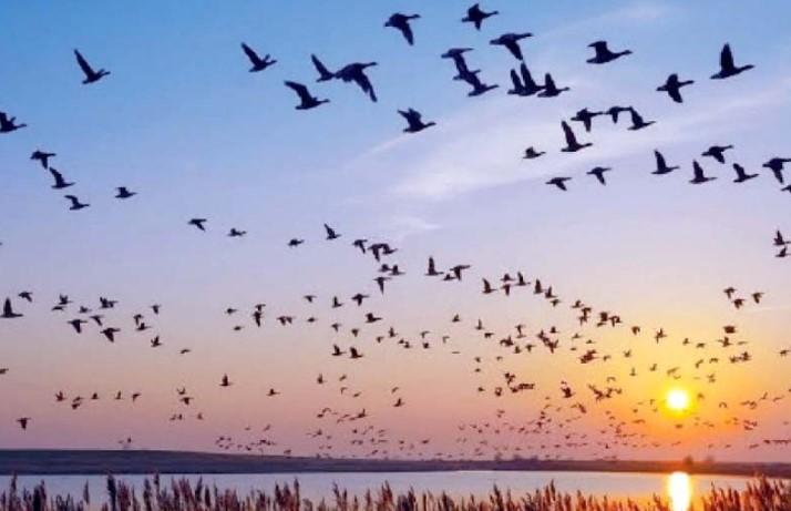 Wildlife Deptt Kashmir warns against sale/purchase/ possession of Scheduled birds
