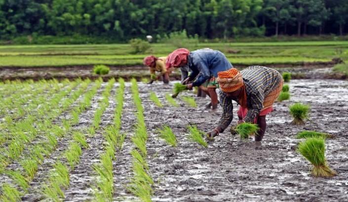 Cabinet clears PM Dhan-Dhaanya Krishi Yojana with annual outlay of Rs 24,000 crore