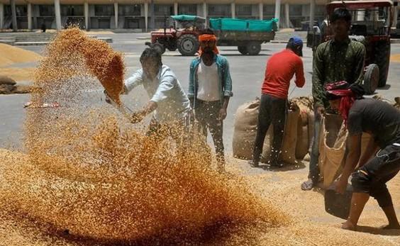 Centre raises MSP for wheat for ‘more than double’ production cost; price now stands at Rs 2,610 per quintal
