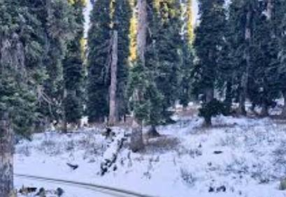 Baramulla Police issues safety advisory, restricts trekking in Tangmarg Forest areas