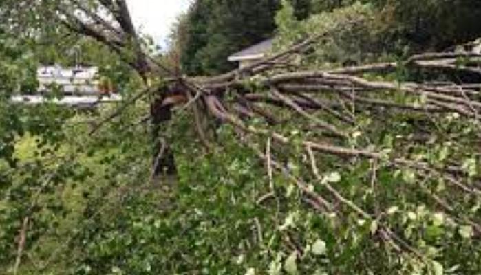 2 die, 2 injured after tree falls on tent in Kulgam