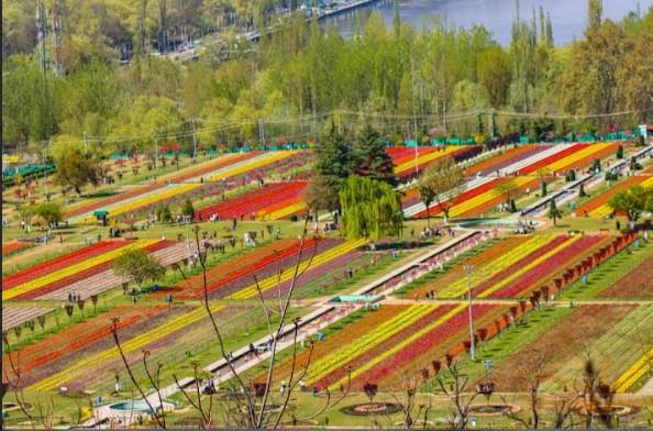 Tulip Garden witnesses huge rush, 17.2k Tourists visit Garden on inaugural day
