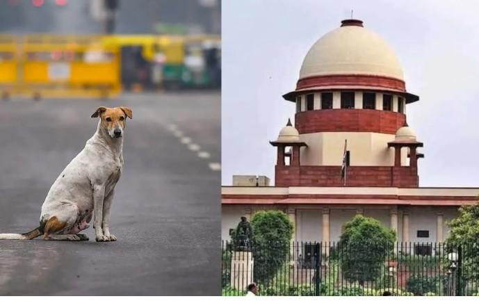 Supreme Court Calls Previous Order For Permanent Lockup Of Stray Dogs ‘Too Harsh’