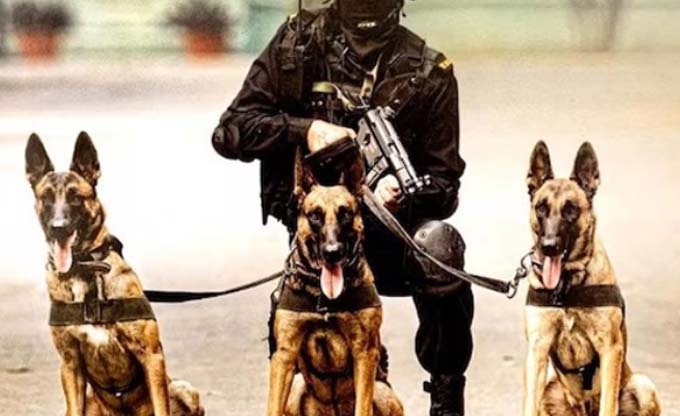 Security forces to recruit Indian dog breeds for sniffing out narcotics, explosives, other police duties soon