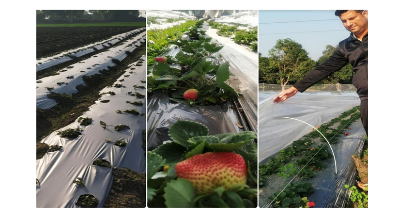 Strawberry cultivation emerges as a lucrative option for farming community in Kathua