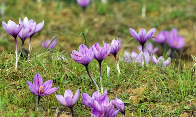 Kishtwar Saffron earns prestigious GI Tag, Branded as Grade 1