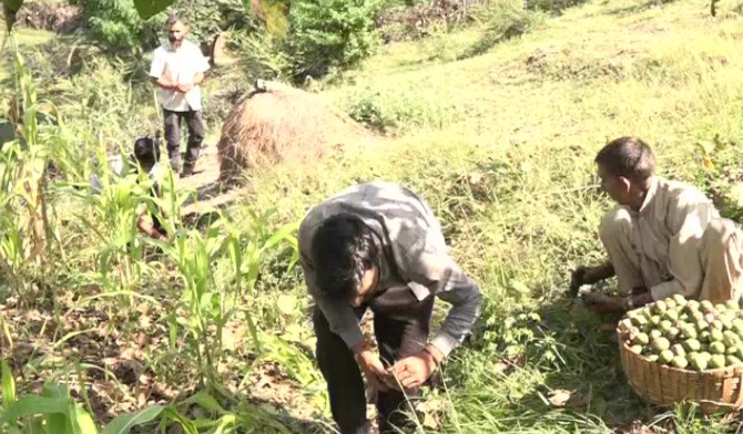 Farmers make profits through walnut cultivation in J-K's Panchari
