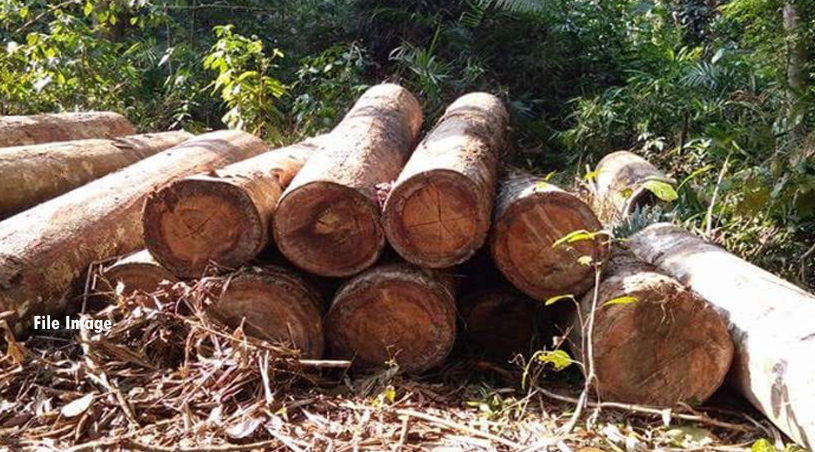  J&K: Major drive against timber smugglersfour arrested 